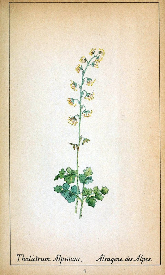 Choix de plantes de l'Europe centrale et particuliÃ¨rement de la Suisse et de la SavoieGe | Europe Central "Pictorial works" Plants "Savoy (France and Italy)" Switzerland  | Vintage Reproduction 452728