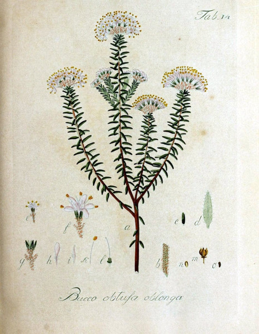 Collectio plantarum tam exoticarum, quam indigenarum, cum delineatione, descriptione cul | Botany | Vintage Print Reproduction 452729