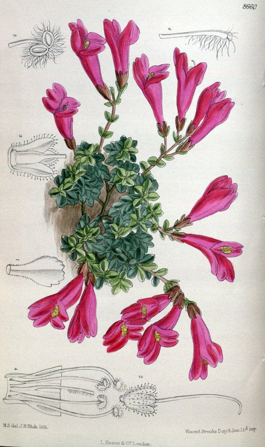 Curtis's botanical magazine. London ; New York [etc.] :Academic Press [etc.]. | "Botanical illustration" Botany Periodicals "Pictorial works" "Plants, Ornamental"  | Vintage Print Reproduction 452730