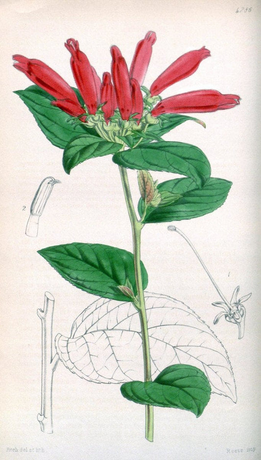 Curtis's botanical magazine. London ; New York [etc.] :Academic Press [etc.]. | "Botanical illustration" Botany Periodicals "Pictorial works" "Plants, Ornamental"  | Vintage Print Reproduction 452731