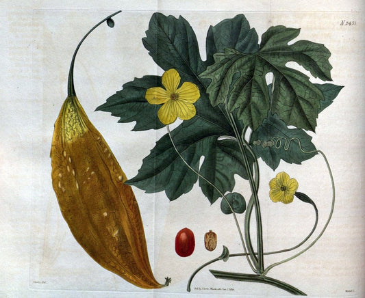Curtis's botanical magazine. London ; New York [etc.] :Academic Press [etc.]. | "Botanical illustration" Botany Periodicals "Pictorial works" "Plants, Ornamental"  | Vintage Print Reproduction 452732