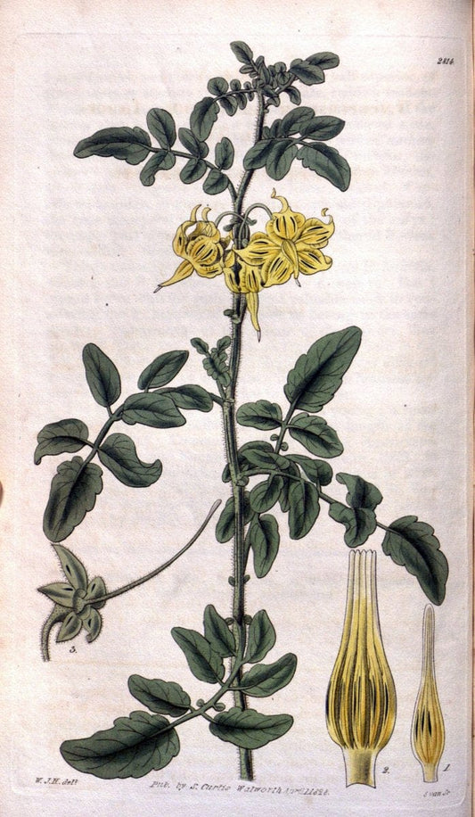 Curtis's botanical magazine. London ; New York [etc.] :Academic Press [etc.]. | "Botanical illustration" Botany Periodicals "Pictorial works" "Plants, Ornamental"  | Vintage Print Reproduction 452733