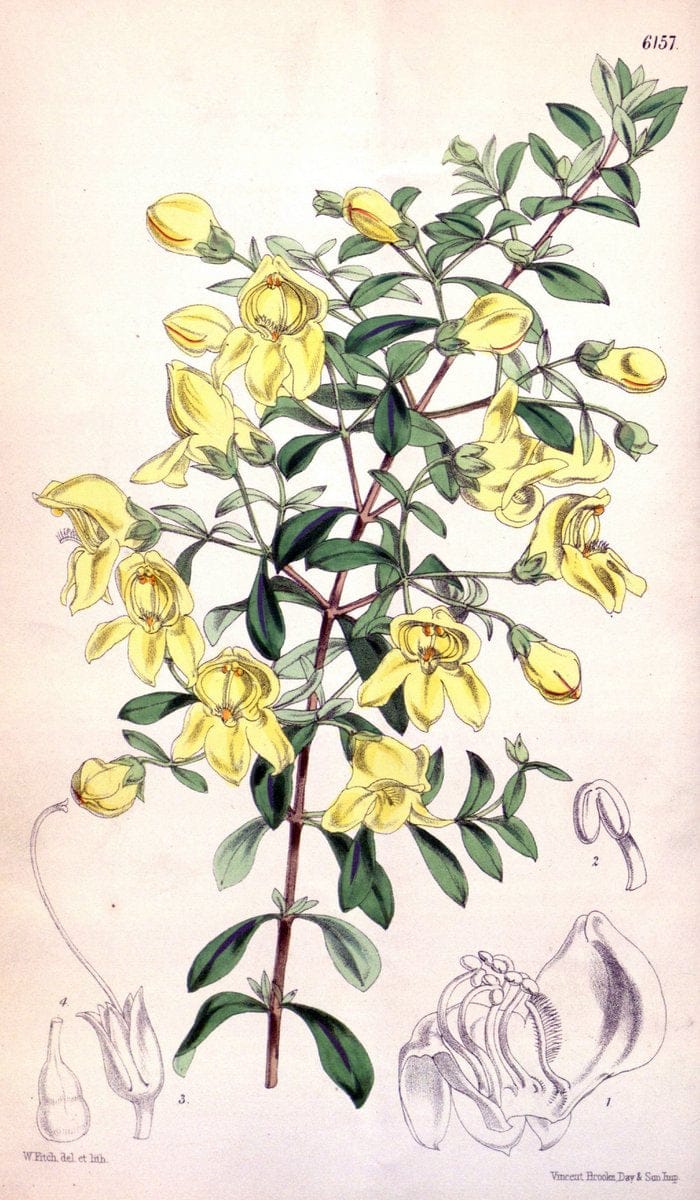 Curtis's botanical magazine. London ; New York [etc.] :Academic Press [etc.]. | "Botanical illustration" Botany Periodicals "Pictorial works" "Plants, Ornamental"  | Vintage Print Reproduction 452734