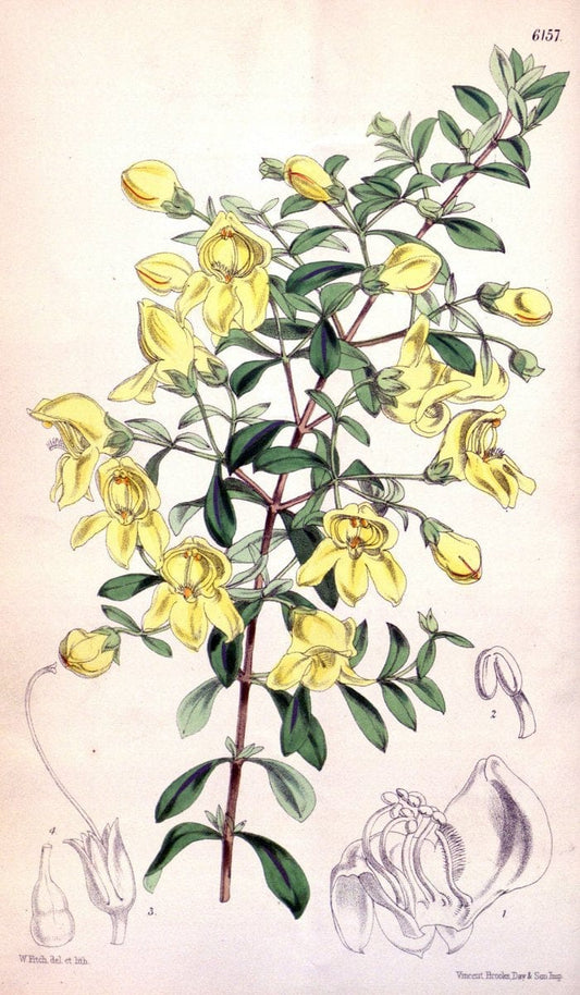 Curtis's botanical magazine. London ; New York [etc.] :Academic Press [etc.]. | "Botanical illustration" Botany Periodicals "Pictorial works" "Plants, Ornamental"  | Vintage Print Reproduction 452734