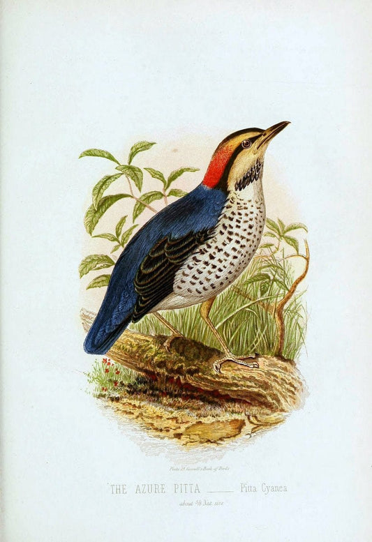 Cassell's book of birds :.London,Cassell, Petter and Galpin,[1875]. | Birds  | Vintage Print Reproduction 452736