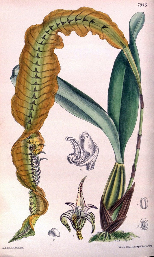 Curtis's botanical magazine. London ; New York [etc.] :Academic Press [etc.]. | "Botanical illustration" Botany Periodicals "Pictorial works" "Plants, Ornamental"  | Vintage Print Reproduction 452738