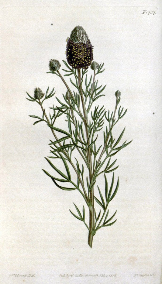 Curtis's botanical magazine. London ; New York [etc.] :Academic Press [etc.]. | "Botanical illustration" Botany Periodicals "Pictorial works" "Plants, Ornamental"  | Vintage Print Reproduction 452739