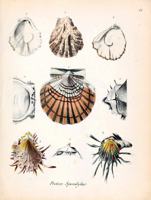 Conchylienbuch, oder, Allgemeine und besondere Naturgeschichte der Muscheln und Schnecke | Mollusks "Pictorial works"  | Vintage Print Reproduction 452742