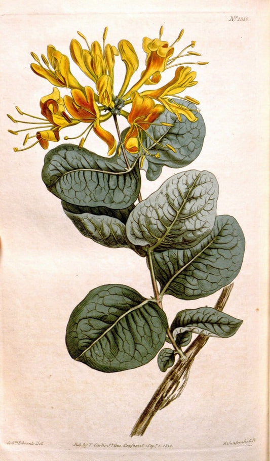 Curtis's botanical magazine. London ; New York [etc.] :Academic Press [etc.]. | "Botanical illustration" Botany Periodicals "Pictorial works" "Plants, Ornamental"  | Vintage Print Reproduction 452744