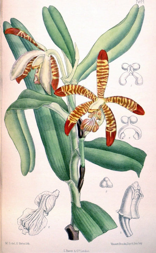Curtis's botanical magazine. London ; New York [etc.] :Academic Press [etc.]. | "Botanical illustration" Botany Periodicals "Pictorial works" "Plants, Ornamental"  | Vintage Print Reproduction 452746