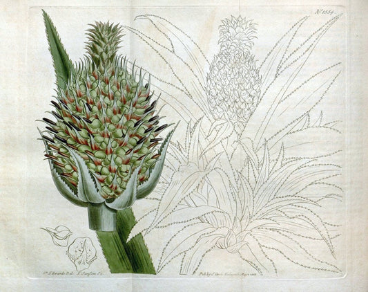 Curtis's botanical magazine. London ; New York [etc.] :Academic Press [etc.]. | "Botanical illustration" Botany Periodicals "Pictorial works" "Plants, Ornamental"  | Vintage Print Reproduction 452747