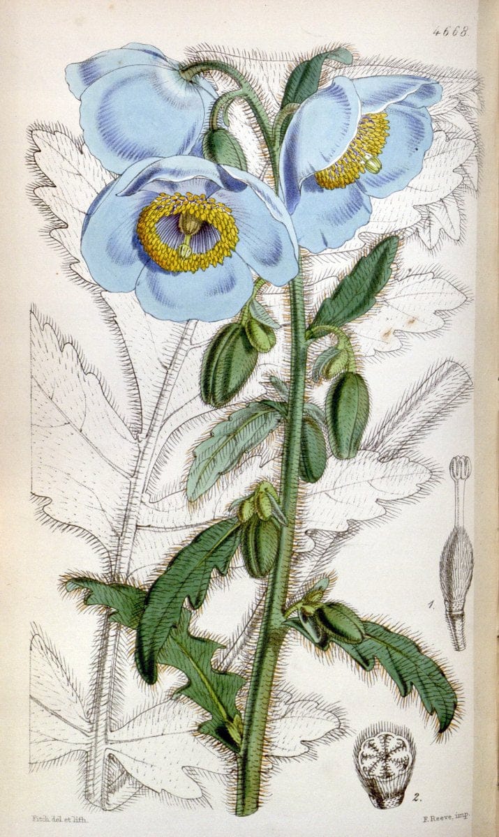 Curtis's botanical magazine. London ; New York [etc.] :Academic Press [etc.]. | "Botanical illustration" Botany Periodicals "Pictorial works" "Plants, Ornamental"  | Vintage Print Reproduction 452748