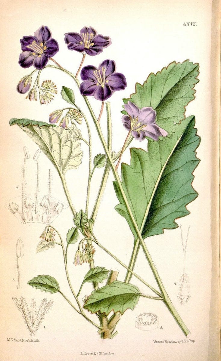 Curtis's botanical magazine. London ; New York [etc.] :Academic Press [etc.]. | "Botanical illustration" Botany Periodicals "Pictorial works" "Plants, Ornamental"  | Vintage Print Reproduction 452749