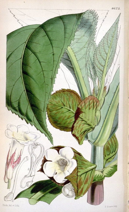 Curtis's botanical magazine. London ; New York [etc.] :Academic Press [etc.]. | "Botanical illustration" Botany Periodicals "Pictorial works" "Plants, Ornamental"  | Vintage Print Reproduction 452750