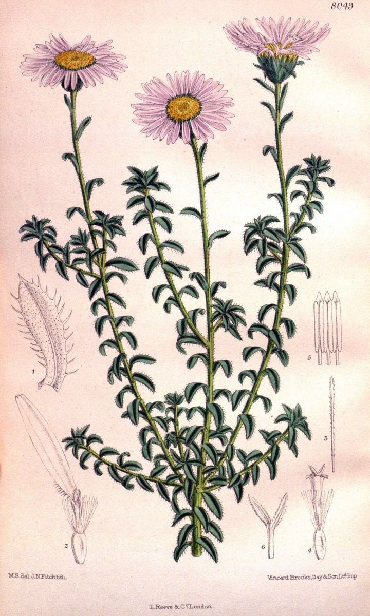 Curtis's botanical magazine. London ; New York [etc.] :Academic Press [etc.]. | "Botanical illustration" Botany Periodicals "Pictorial works" "Plants, Ornamental"  | Vintage Print Reproduction 452751