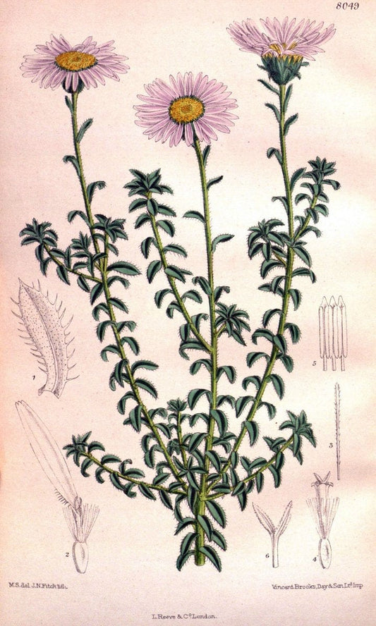 Curtis's botanical magazine. London ; New York [etc.] :Academic Press [etc.]. | "Botanical illustration" Botany Periodicals "Pictorial works" "Plants, Ornamental"  | Vintage Print Reproduction 452751