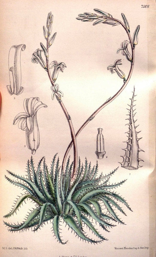 Curtis's botanical magazine. London ; New York [etc.] :Academic Press [etc.]. | "Botanical illustration" Botany Periodicals "Pictorial works" "Plants, Ornamental"  | Vintage Print Reproduction 452752