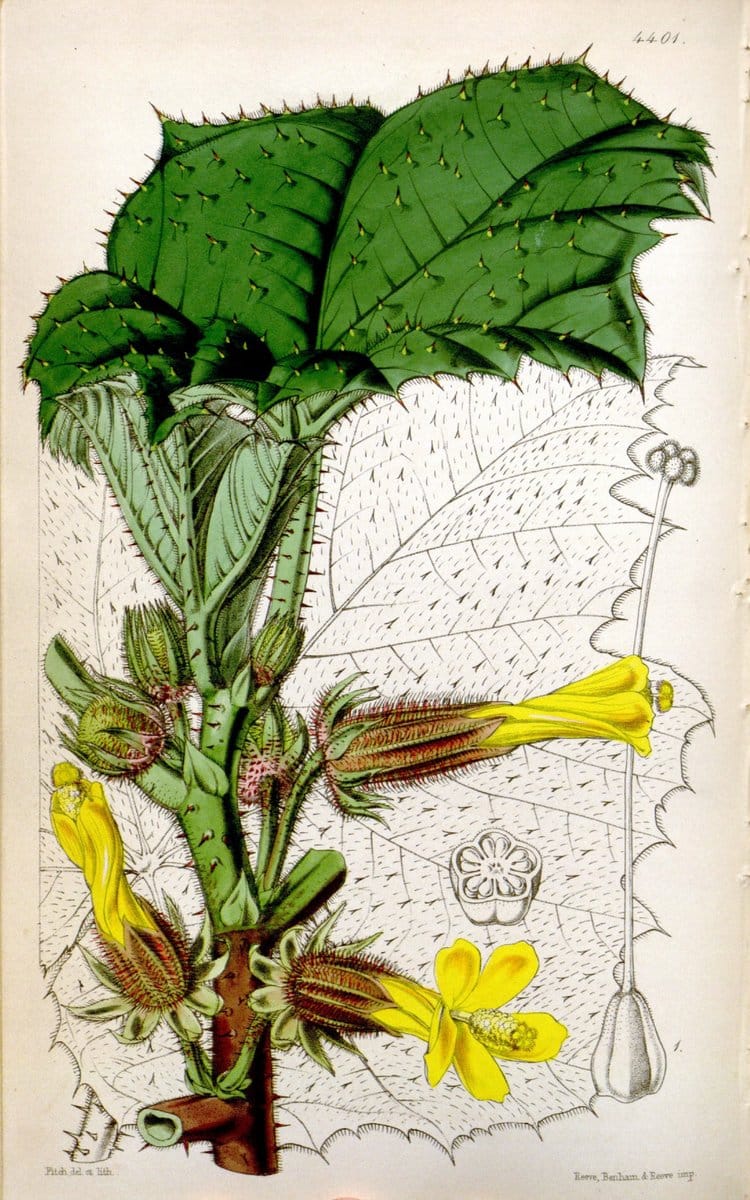 Curtis's botanical magazine. London ; New York [etc.] :Academic Press [etc.]. | "Botanical illustration" Botany Periodicals "Pictorial works" "Plants, Ornamental"  | Vintage Print Reproduction 452753
