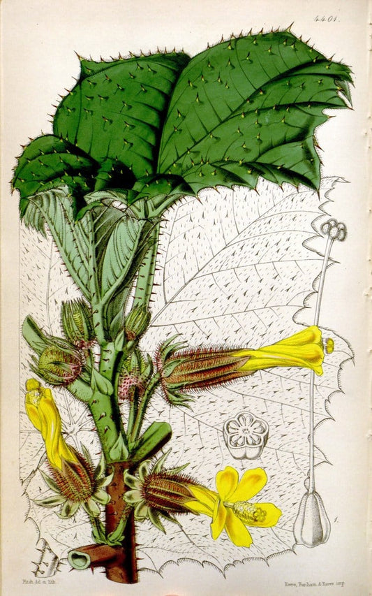 Curtis's botanical magazine. London ; New York [etc.] :Academic Press [etc.]. | "Botanical illustration" Botany Periodicals "Pictorial works" "Plants, Ornamental"  | Vintage Print Reproduction 452753