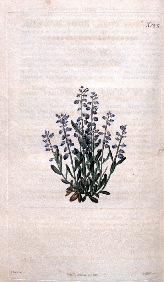 Curtis's botanical magazine. London ; New York [etc.] :Academic Press [etc.]. | "Botanical illustration" Botany Periodicals "Pictorial works" "Plants, Ornamental"  | Vintage Print Reproduction 452756