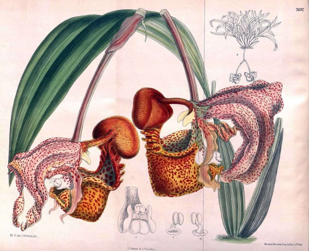 Curtis's botanical magazine. London ;New York [etc.] :Academic Press [etc.]. | Botany Periodicals "Pictorial works"  | Vintage Print Reproduction 452760
