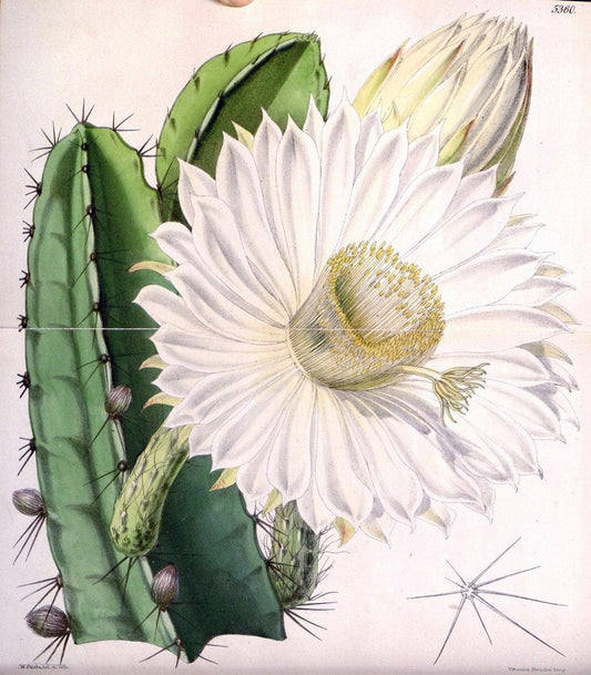 Curtis's botanical magazine. London ;New York [etc.] :Academic Press [etc.]. | Botany Periodicals "Pictorial works"  | Vintage Print Reproduction 452762