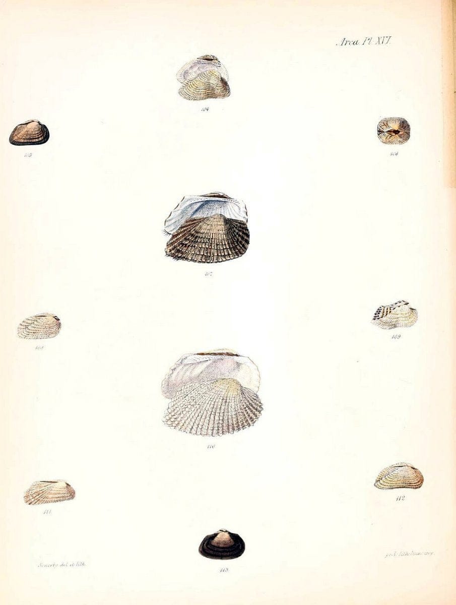 Conchologia iconica, or, Illustrations of the shells of molluscous animals /.London :Reeve, Brothers,1843-1878.  | Mollusks "Pictorial works" Shells | Vintage Print Reproduction 452767