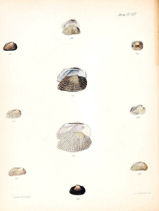 Conchologia iconica, or, Illustrations of the shells of molluscous animals /.London :Reeve, Brothers,1843-1878.  | Mollusks "Pictorial works" Shells | Vintage Print Reproduction 452767