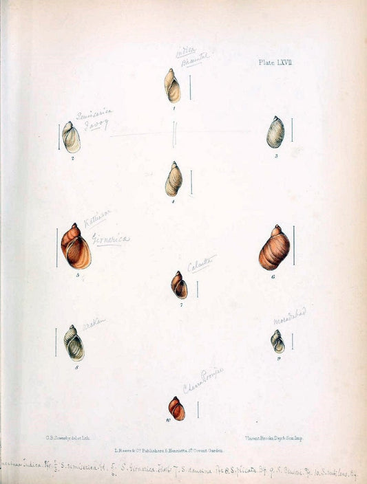 Conchologia indica,.London,1870-1876.. |  | Vintage Print Reproduction 452768