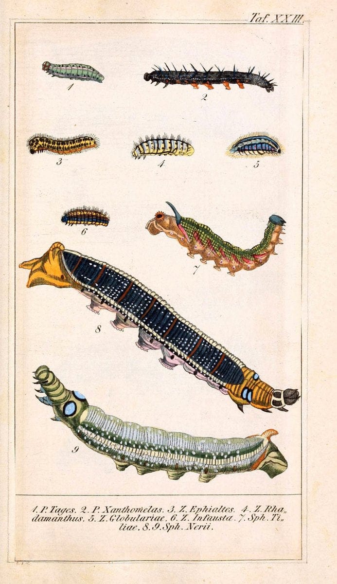 Chronologischer Raupenkalender, oder, Naturgeschichte der europÃ¤ischen RaupenBerlin :Im Verlage von Theodor Bade,1837. |  | Vintage Print Reproduction 452769