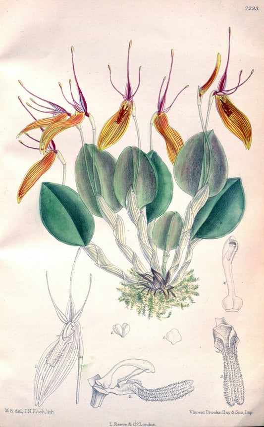Curtis's botanical magazine. London ; New York [etc.] :Academic Press [etc.]. | "Botanical illustration" Botany Periodicals "Pictorial works" "Plants, Ornamental"  | Vintage Print Reproduction 452770