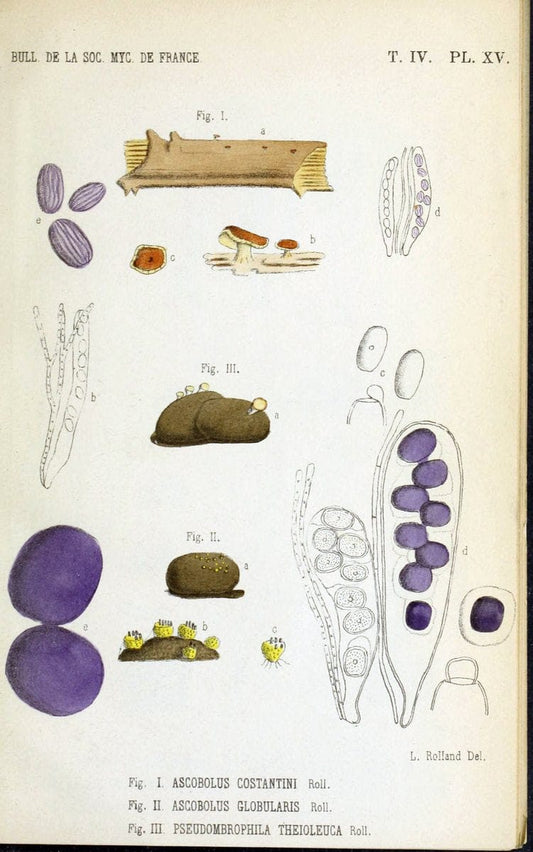 Bulletin de la SociÃ©tÃ© mycologique de France.Epinal :La SociÃ©tÃ©,1885-1903.  | France Fungi Mycology Periodicals | Vintage Print Reproduction 452771