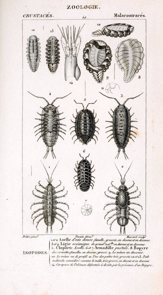 ConsidÃ©rations gÃ©nÃ©rales sur la classe des crustacÃ©s :.Paris :F.G. Levrault,1825.  | Crustacea France Zoology  | Vintage Print Reproduction 452772