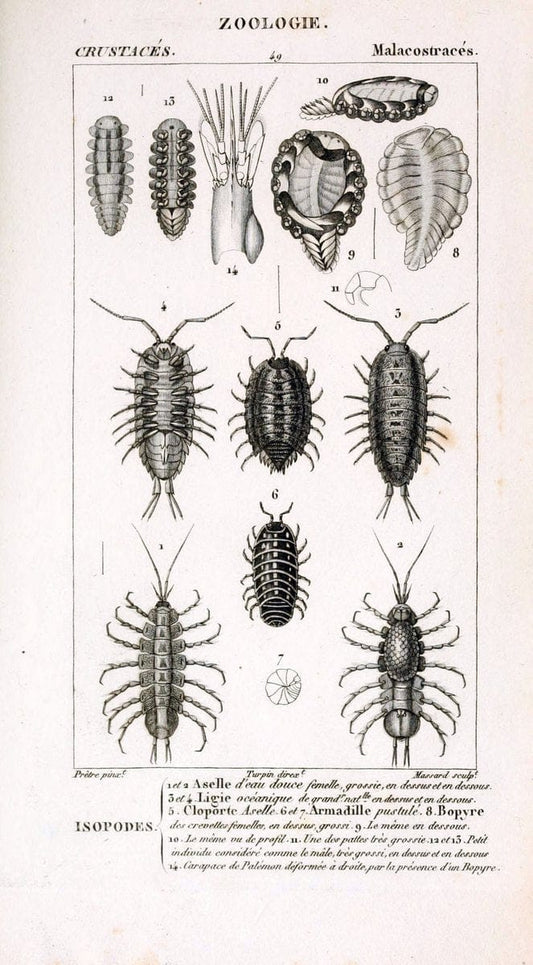 ConsidÃ©rations gÃ©nÃ©rales sur la classe des crustacÃ©s :.Paris :F.G. Levrault,1825.  | Crustacea France Zoology  | Vintage Print Reproduction 452772