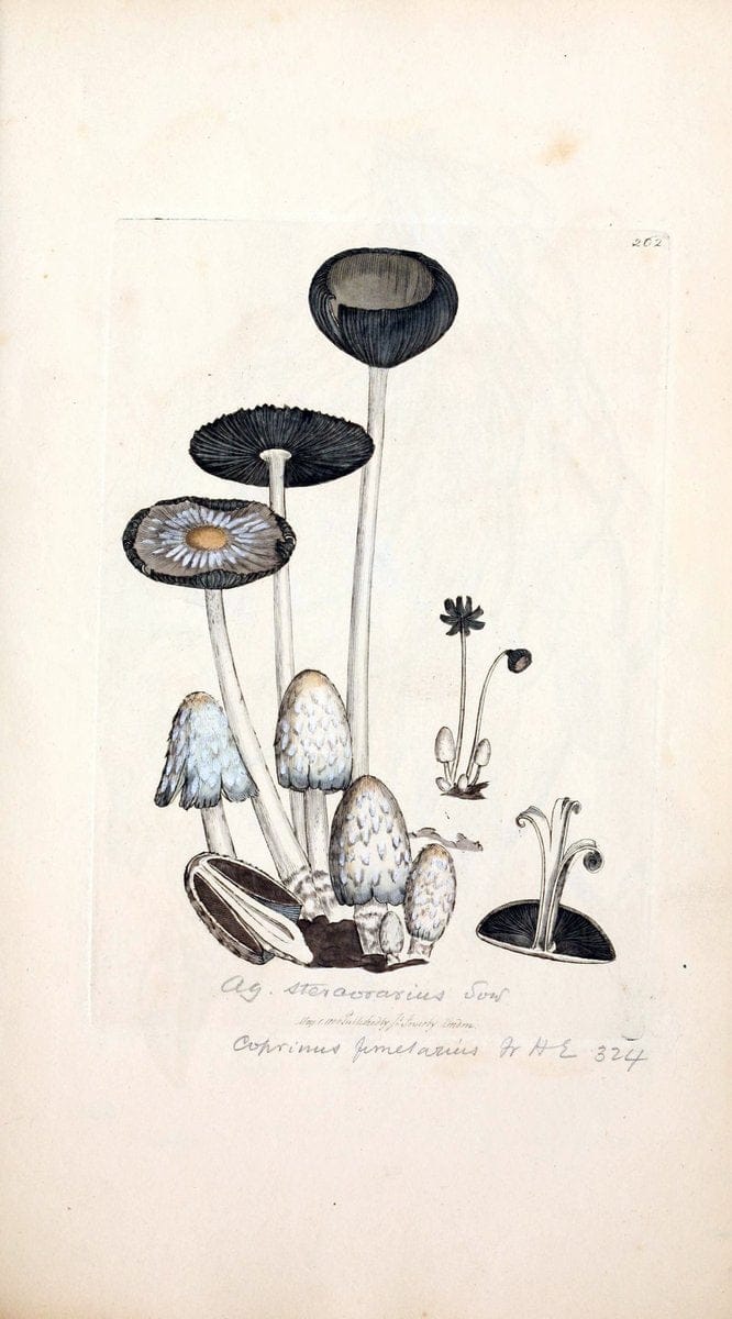 Coloured figures of English fungi or mushrooms. London,Printed by J. Davis,1797-[1809]. | England Mushrooms  | Vintage Print Reproduction 452774