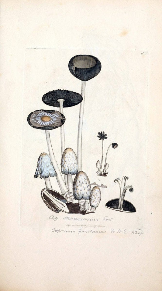 Coloured figures of English fungi or mushrooms. London,Printed by J. Davis,1797-[1809]. | England Mushrooms  | Vintage Print Reproduction 452774