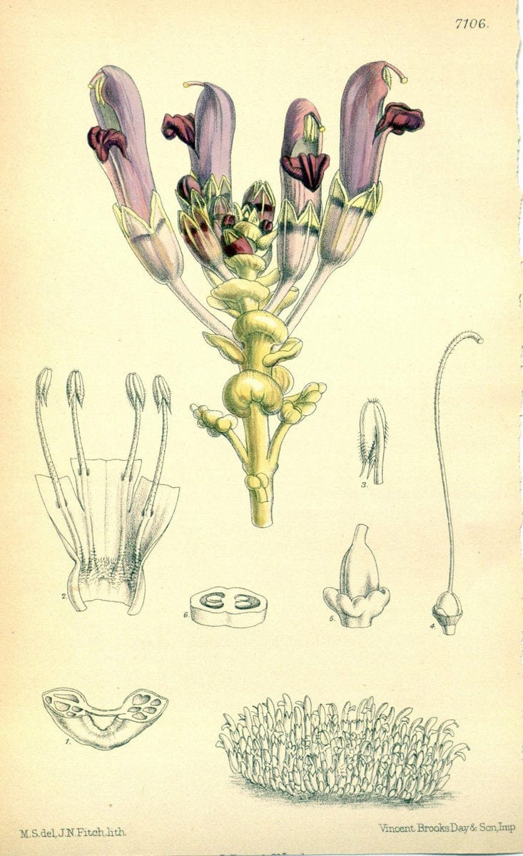 Dragable Image