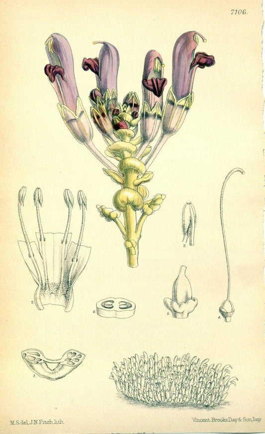 Curtis's botanical magazine. London ; New York [etc.] :Academic Press [etc.]. | "Botanical illustration" Botany Periodicals "Pictorial works" "Plants, Ornamental"  | Vintage Print Reproduction 452775