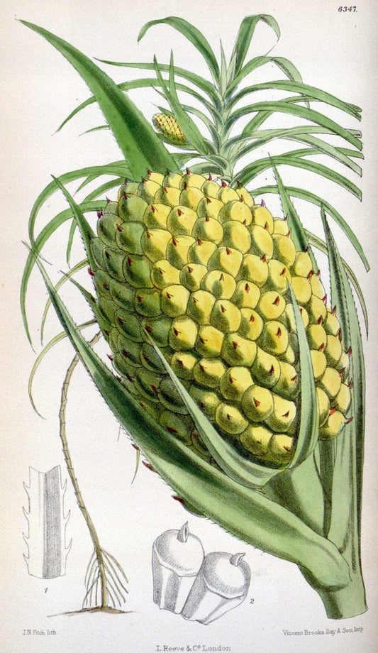 Curtis's botanical magazine. London ; New York [etc.] :Academic Press [etc.]. | "Botanical illustration" Botany Periodicals "Pictorial works" "Plants, Ornamental"  | Vintage Print Reproduction 452776