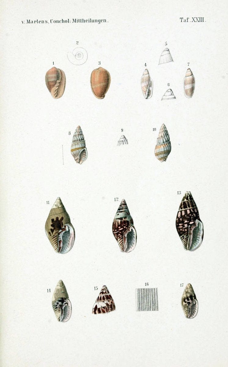 Conchologische Mittheilungen als Fortsetzung der Novitates conchologicae. bd 1 - 3.Cassell :T. Fischer,1880- . |  | Vintage Print Reproduction 452777