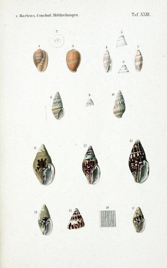 Conchologische Mittheilungen als Fortsetzung der Novitates conchologicae. bd 1 - 3.Cassell :T. Fischer,1880- . |  | Vintage Print Reproduction 452777