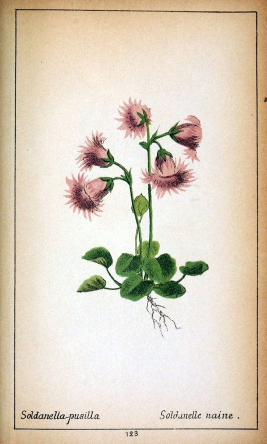 Choix de plantes de l'Europe centrale et particuliÃ¨rement de la Suisse et de la SavoieGe | Europe Central "Pictorial works" Plants "Savoy (France and Italy)" Switzerland  | Vintage Reproduction 452778