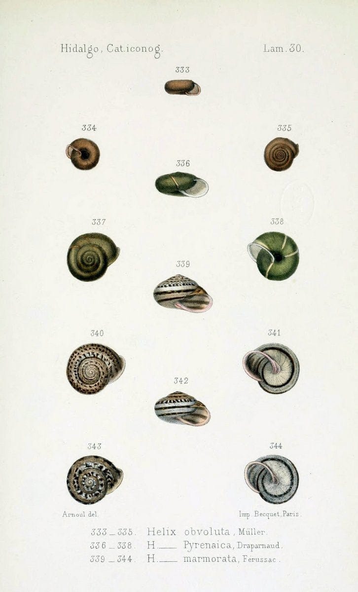 Catalogo iconografico y descriptivo de los moluscos terrestres de EspaÃ Â±a, Portugal y la | "Balearic Islands" Mollusks Portugal Spain  | Vintage Print Reproduction 452779