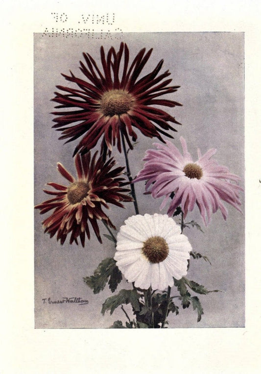 Chrysanthemums /.New York :Frederick A. Stokes Co. [ca1914]. | Chrysanthemums Floriculture  | Vintage Print Reproduction 452780