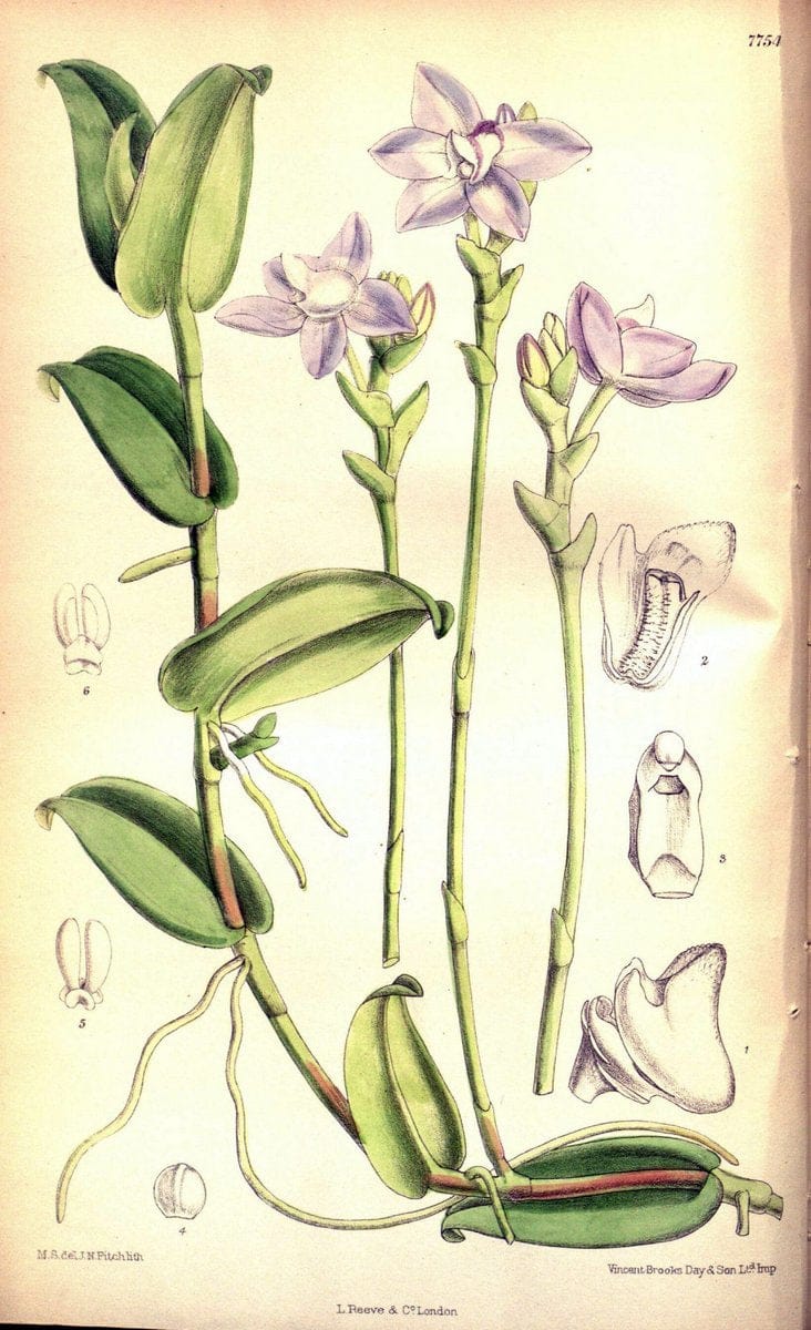 Dragable Image