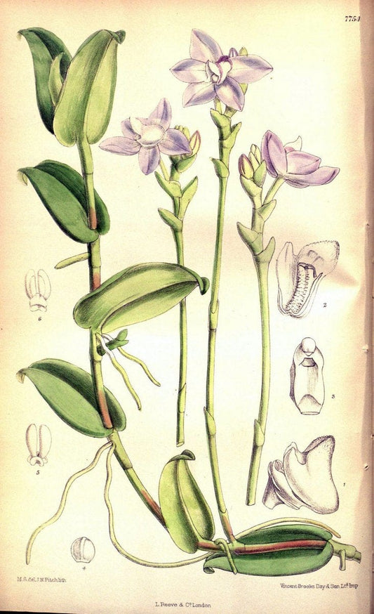 Curtis's botanical magazine. London ; New York [etc.] :Academic Press [etc.]. | "Botanical illustration" Botany Periodicals "Pictorial works" "Plants, Ornamental"  | Vintage Print Reproduction 452781