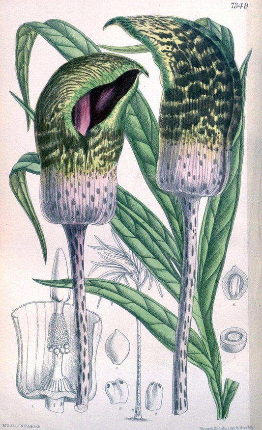 Curtis's botanical magazine. London ; New York [etc.] :Academic Press [etc.]. | "Botanical illustration" Botany Periodicals "Pictorial works" "Plants, Ornamental"  | Vintage Print Reproduction 452782