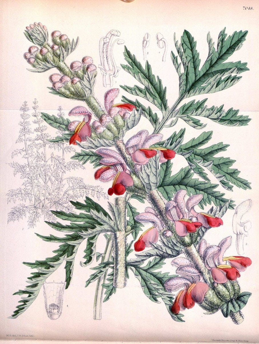 Curtis's botanical magazine. London ; New York [etc.] :Academic Press [etc.]. | "Botanical illustration" Botany Periodicals "Pictorial works" "Plants, Ornamental"  | Vintage Print Reproduction 452783