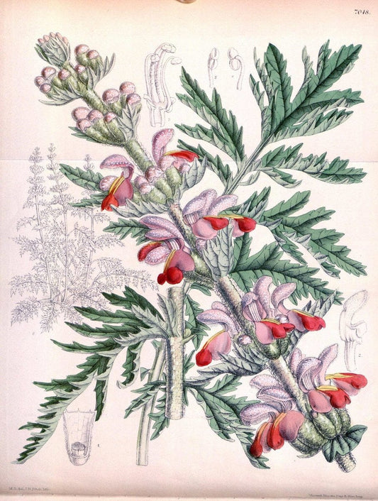 Curtis's botanical magazine. London ; New York [etc.] :Academic Press [etc.]. | "Botanical illustration" Botany Periodicals "Pictorial works" "Plants, Ornamental"  | Vintage Print Reproduction 452783