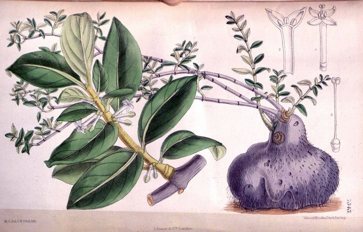 Curtis's botanical magazine. London ; New York [etc.] :Academic Press [etc.]. | "Botanical illustration" Botany Periodicals "Pictorial works" "Plants, Ornamental"  | Vintage Print Reproduction 452786